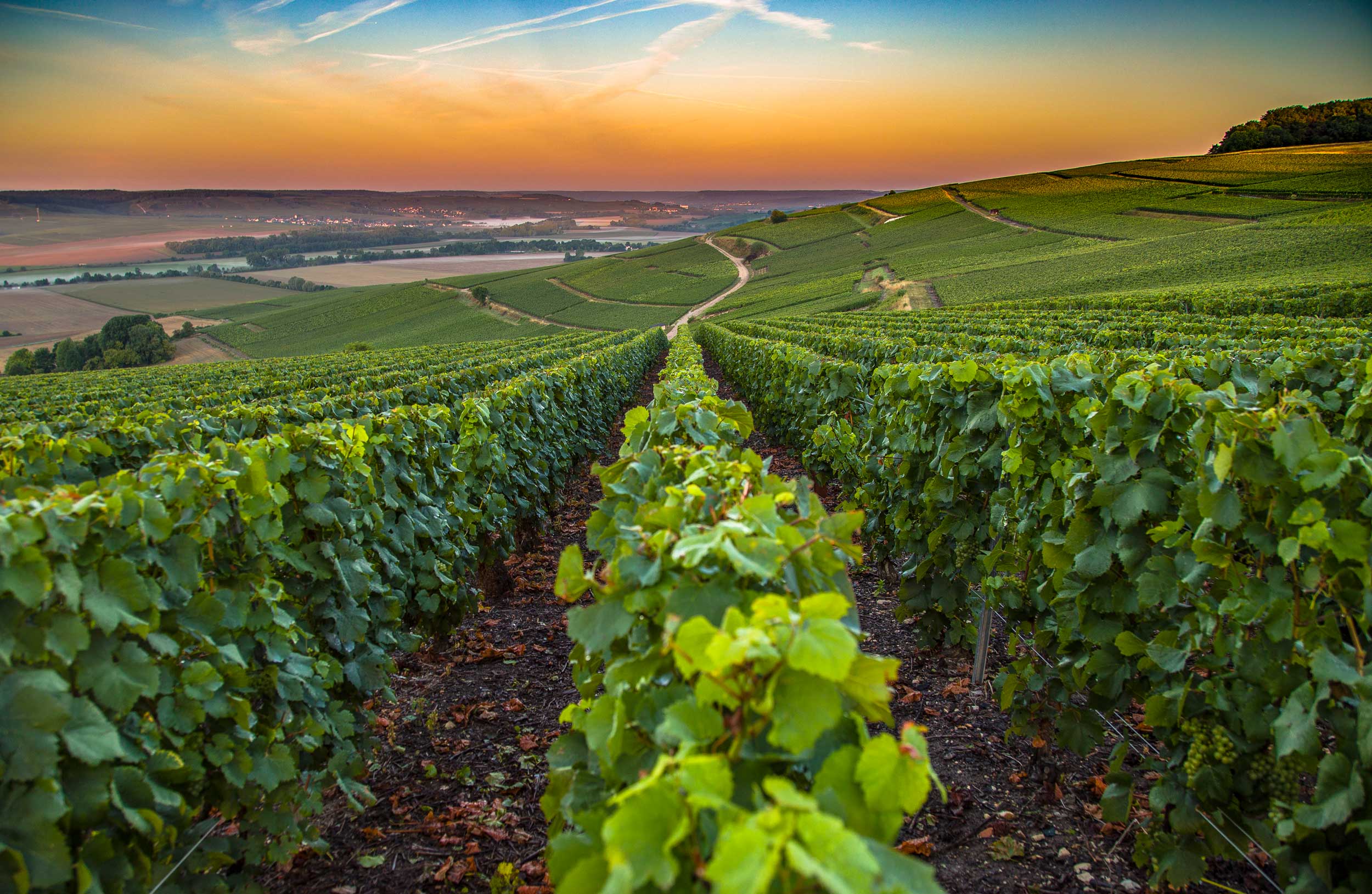 Acheter un vignoble en Champagne